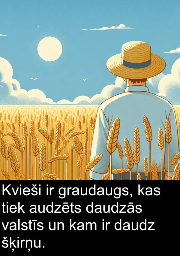 šķirņu: Kvieši ir graudaugs, kas tiek audzēts daudzās valstīs un kam ir daudz šķirņu.