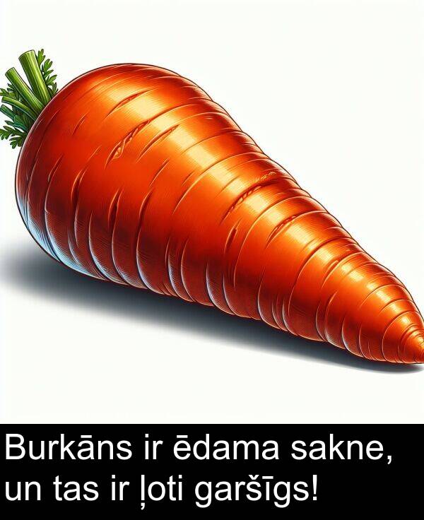 ēdama: Burkāns ir ēdama sakne, un tas ir ļoti garšīgs!