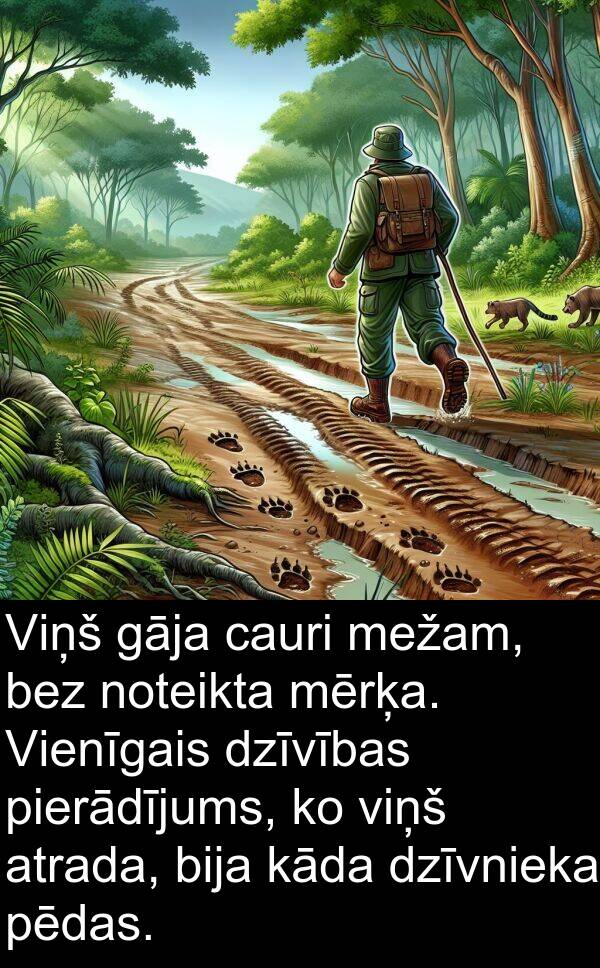 kāda: Viņš gāja cauri mežam, bez noteikta mērķa. Vienīgais dzīvības pierādījums, ko viņš atrada, bija kāda dzīvnieka pēdas.
