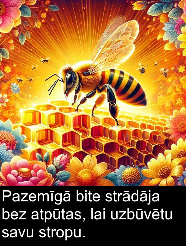 stropu: Pazemīgā bite strādāja bez atpūtas, lai uzbūvētu savu stropu.