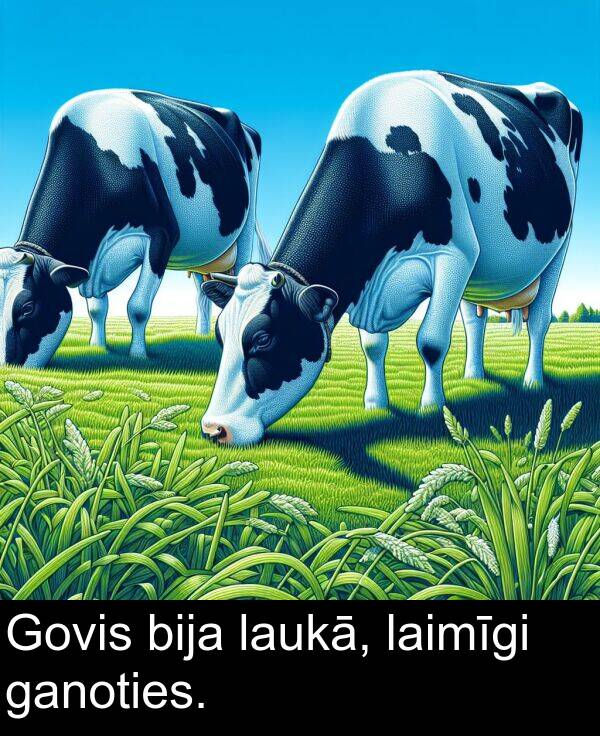 ganoties: Govis bija laukā, laimīgi ganoties.