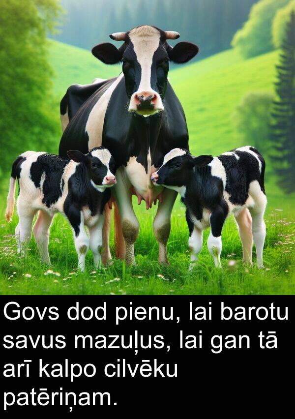 kalpo: Govs dod pienu, lai barotu savus mazuļus, lai gan tā arī kalpo cilvēku patēriņam.