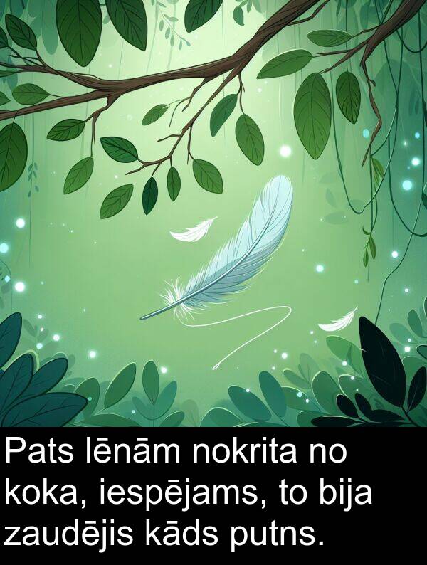 koka: Pats lēnām nokrita no koka, iespējams, to bija zaudējis kāds putns.