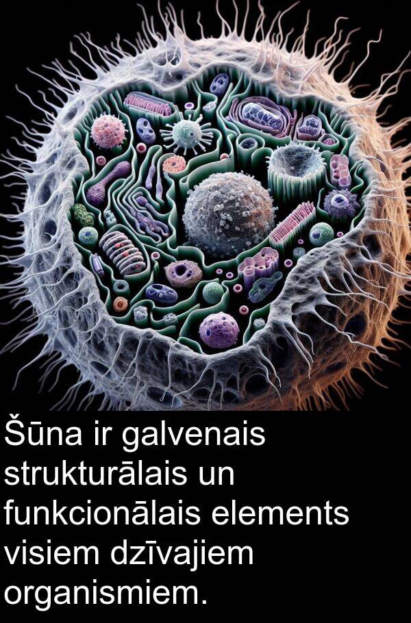 galvenais: Šūna ir galvenais strukturālais un funkcionālais elements visiem dzīvajiem organismiem.