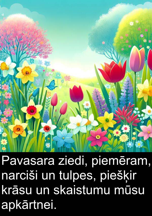 krāsu: Pavasara ziedi, piemēram, narciši un tulpes, piešķir krāsu un skaistumu mūsu apkārtnei.