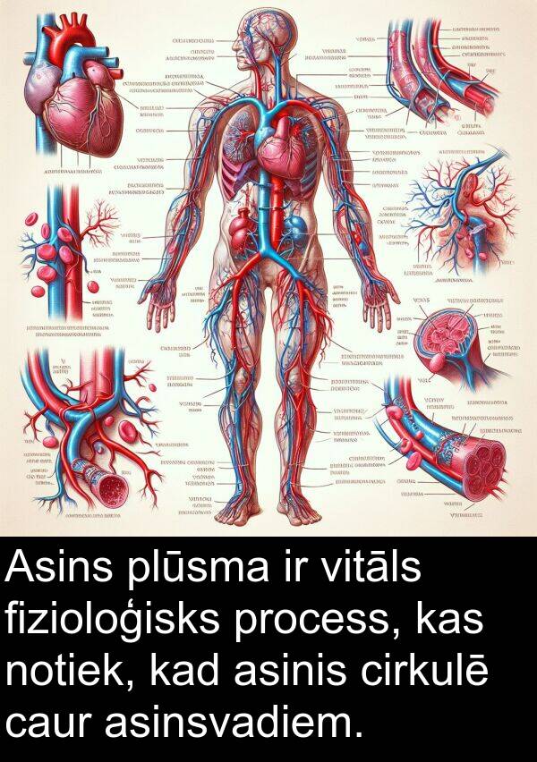 caur: Asins plūsma ir vitāls fizioloģisks process, kas notiek, kad asinis cirkulē caur asinsvadiem.