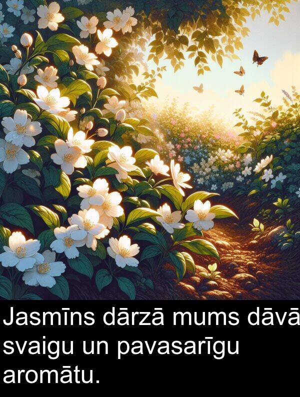 aromātu: Jasmīns dārzā mums dāvā svaigu un pavasarīgu aromātu.