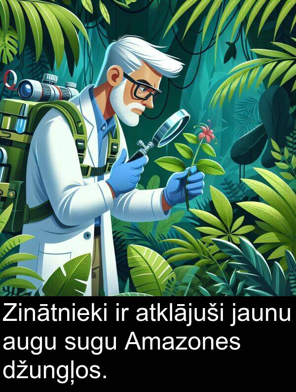 sugu: Zinātnieki ir atklājuši jaunu augu sugu Amazones džungļos.