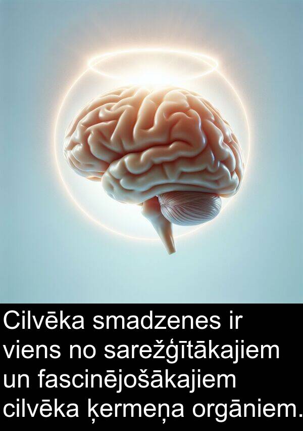 orgāniem: Cilvēka smadzenes ir viens no sarežģītākajiem un fascinējošākajiem cilvēka ķermeņa orgāniem.
