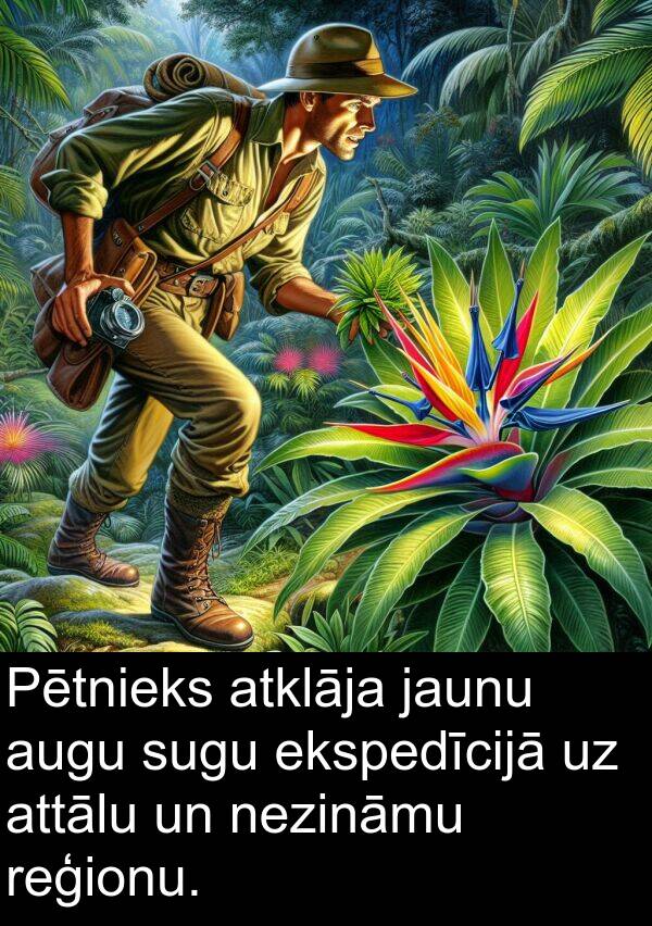 reģionu: Pētnieks atklāja jaunu augu sugu ekspedīcijā uz attālu un nezināmu reģionu.
