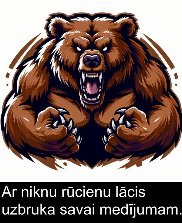 uzbruka: Ar niknu rūcienu lācis uzbruka savai medījumam.