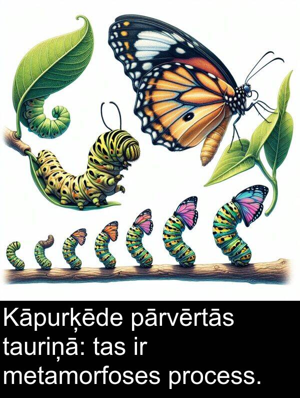 metamorfoses: Kāpurķēde pārvērtās tauriņā: tas ir metamorfoses process.