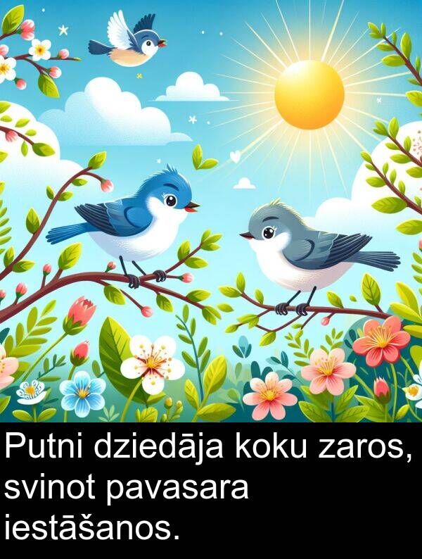 pavasara: Putni dziedāja koku zaros, svinot pavasara iestāšanos.
