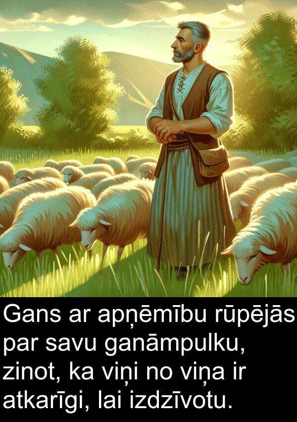 atkarīgi: Gans ar apņēmību rūpējās par savu ganāmpulku, zinot, ka viņi no viņa ir atkarīgi, lai izdzīvotu.