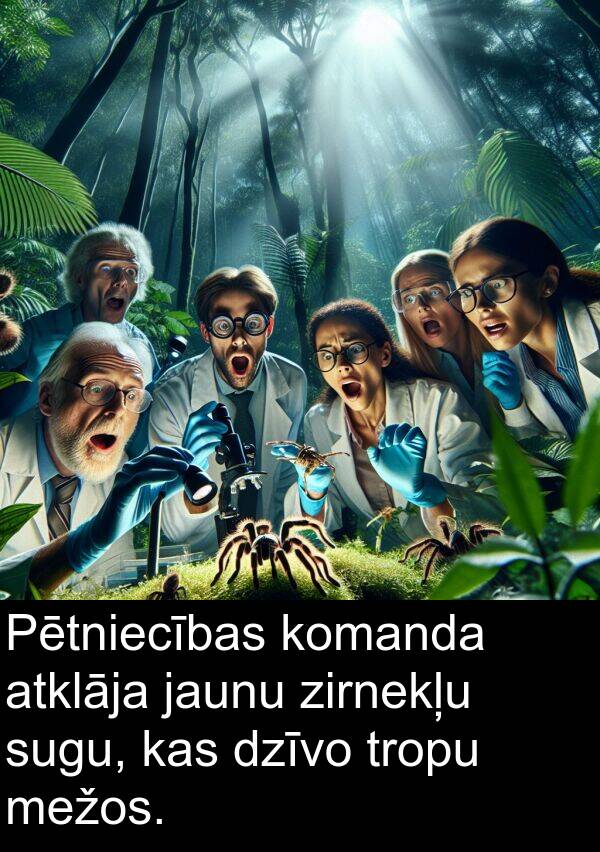 komanda: Pētniecības komanda atklāja jaunu zirnekļu sugu, kas dzīvo tropu mežos.