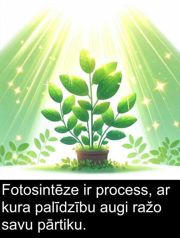 kura: Fotosintēze ir process, ar kura palīdzību augi ražo savu pārtiku.