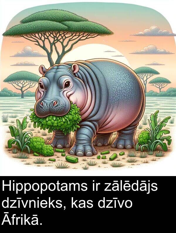 zālēdājs: Hippopotams ir zālēdājs dzīvnieks, kas dzīvo Āfrikā.