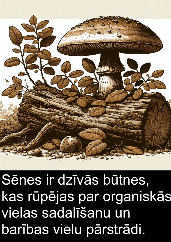 organiskās: Sēnes ir dzīvās būtnes, kas rūpējas par organiskās vielas sadalīšanu un barības vielu pārstrādi.