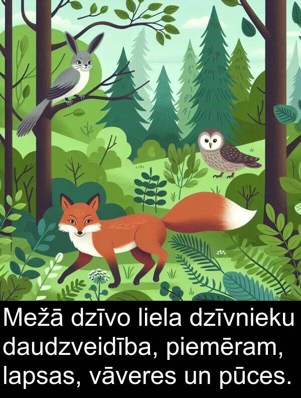 lapsas: Mežā dzīvo liela dzīvnieku daudzveidība, piemēram, lapsas, vāveres un pūces.