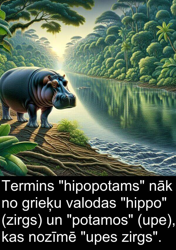 nāk: Termins "hipopotams" nāk no grieķu valodas "hippo" (zirgs) un "potamos" (upe), kas nozīmē "upes zirgs".