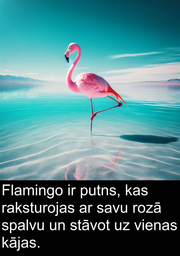 raksturojas: Flamingo ir putns, kas raksturojas ar savu rozā spalvu un stāvot uz vienas kājas.