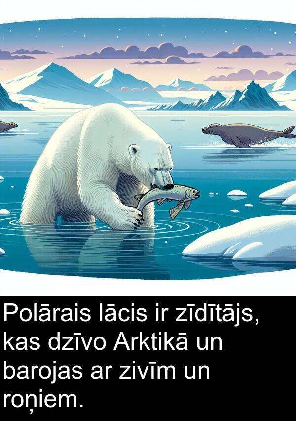 roņiem: Polārais lācis ir zīdītājs, kas dzīvo Arktikā un barojas ar zivīm un roņiem.