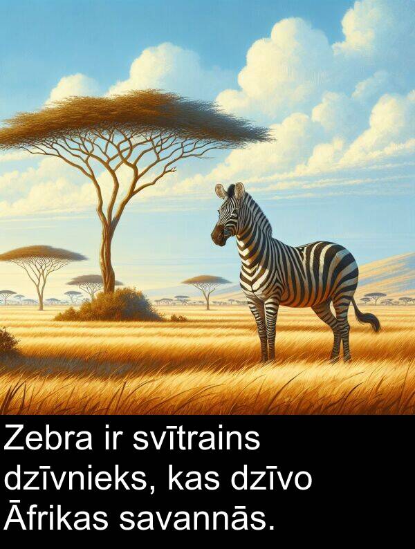 savannās: Zebra ir svītrains dzīvnieks, kas dzīvo Āfrikas savannās.