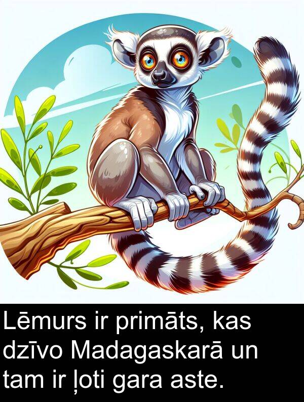 aste: Lēmurs ir primāts, kas dzīvo Madagaskarā un tam ir ļoti gara aste.