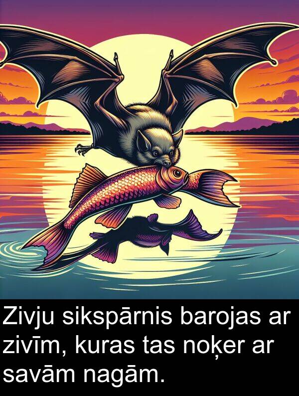 kuras: Zivju sikspārnis barojas ar zivīm, kuras tas noķer ar savām nagām.