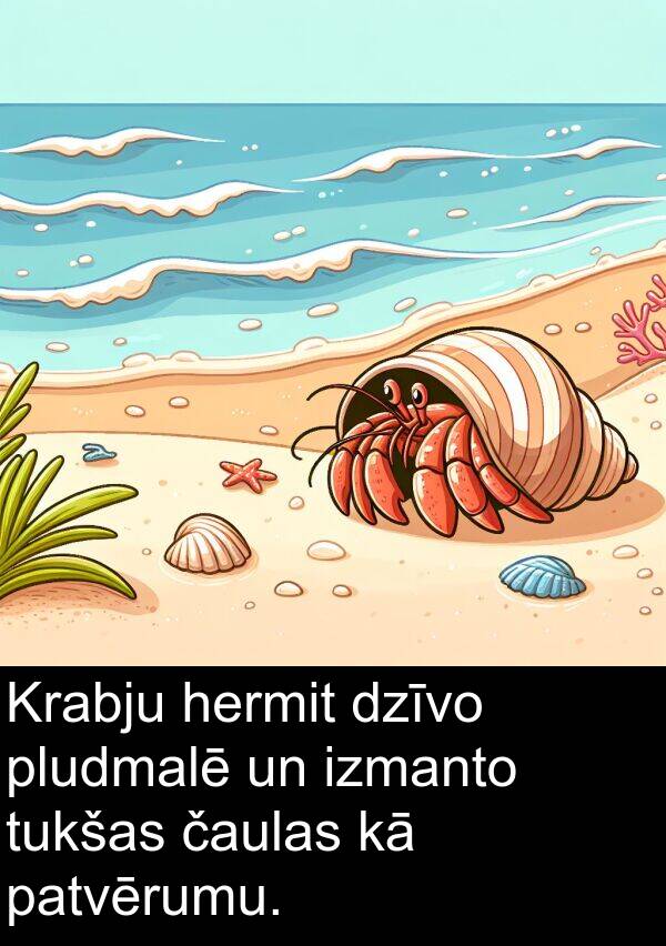 hermit: Krabju hermit dzīvo pludmalē un izmanto tukšas čaulas kā patvērumu.