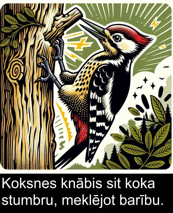 koka: Koksnes knābis sit koka stumbru, meklējot barību.