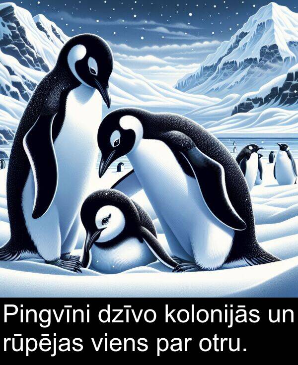 kolonijās: Pingvīni dzīvo kolonijās un rūpējas viens par otru.