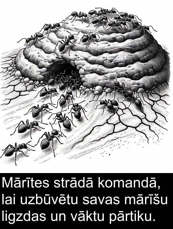 komandā: Mārītes strādā komandā, lai uzbūvētu savas mārīšu ligzdas un vāktu pārtiku.