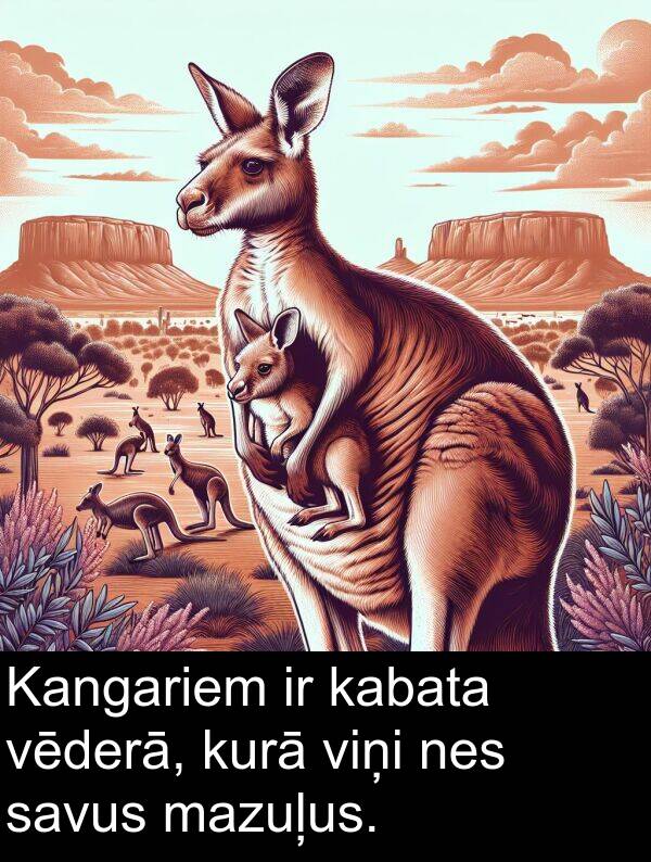 kurā: Kangariem ir kabata vēderā, kurā viņi nes savus mazuļus.