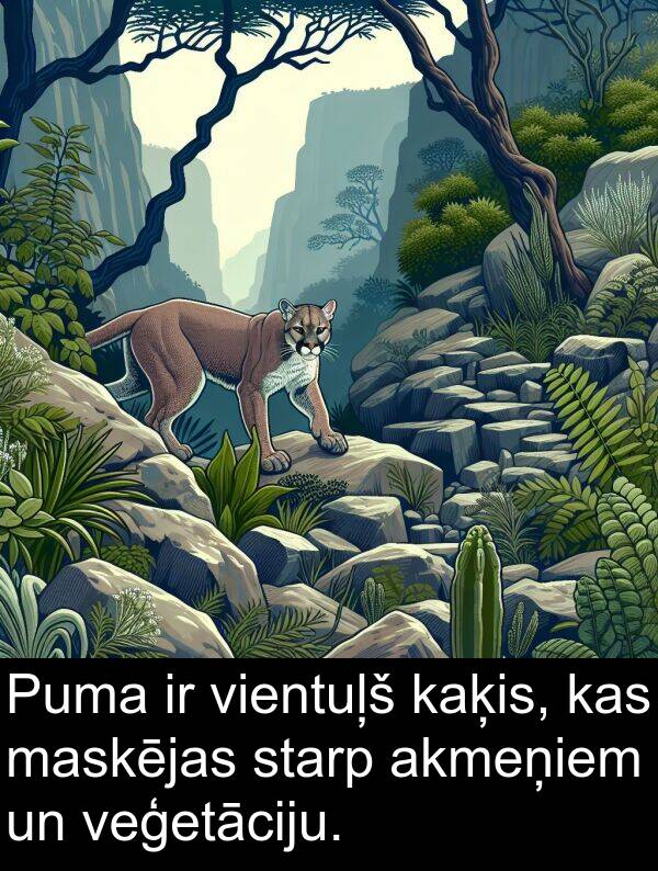 kaķis: Puma ir vientuļš kaķis, kas maskējas starp akmeņiem un veģetāciju.
