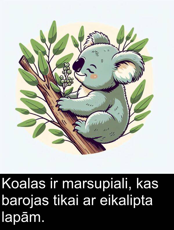 lapām: Koalas ir marsupiali, kas barojas tikai ar eikalipta lapām.