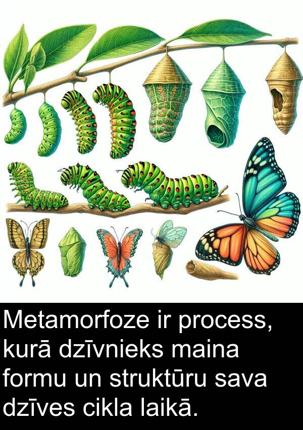 kurā: Metamorfoze ir process, kurā dzīvnieks maina formu un struktūru sava dzīves cikla laikā.