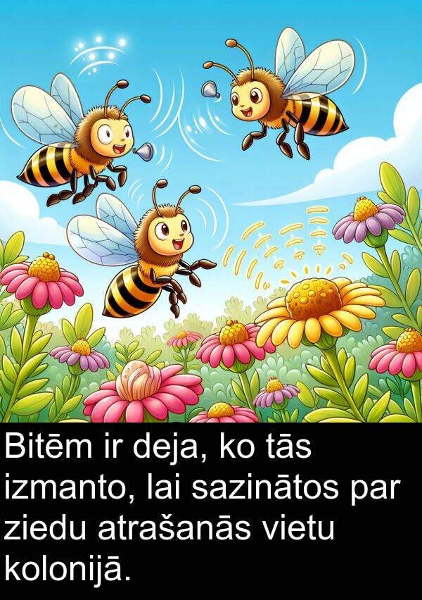 kolonijā: Bitēm ir deja, ko tās izmanto, lai sazinātos par ziedu atrašanās vietu kolonijā.