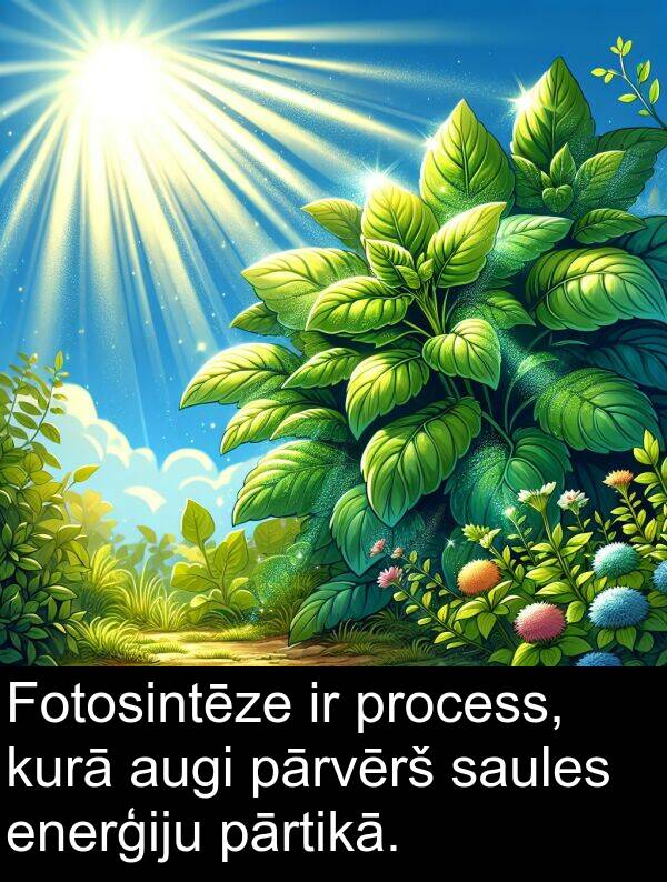 kurā: Fotosintēze ir process, kurā augi pārvērš saules enerģiju pārtikā.
