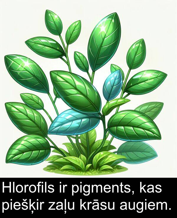 krāsu: Hlorofils ir pigments, kas piešķir zaļu krāsu augiem.