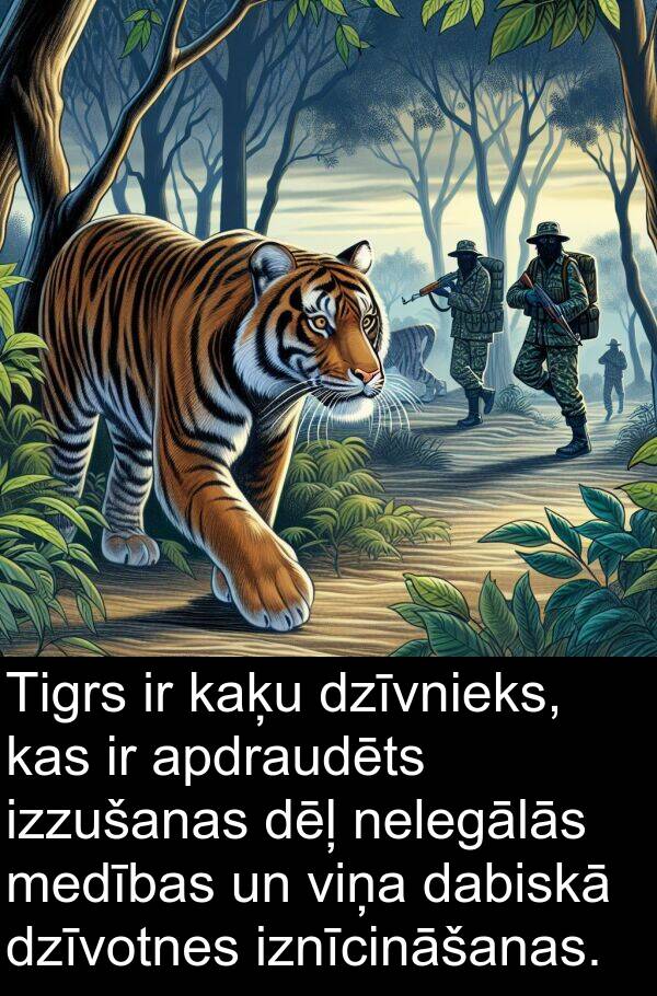 dabiskā: Tigrs ir kaķu dzīvnieks, kas ir apdraudēts izzušanas dēļ nelegālās medības un viņa dabiskā dzīvotnes iznīcināšanas.