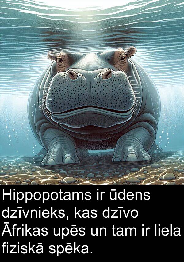 upēs: Hippopotams ir ūdens dzīvnieks, kas dzīvo Āfrikas upēs un tam ir liela fiziskā spēka.