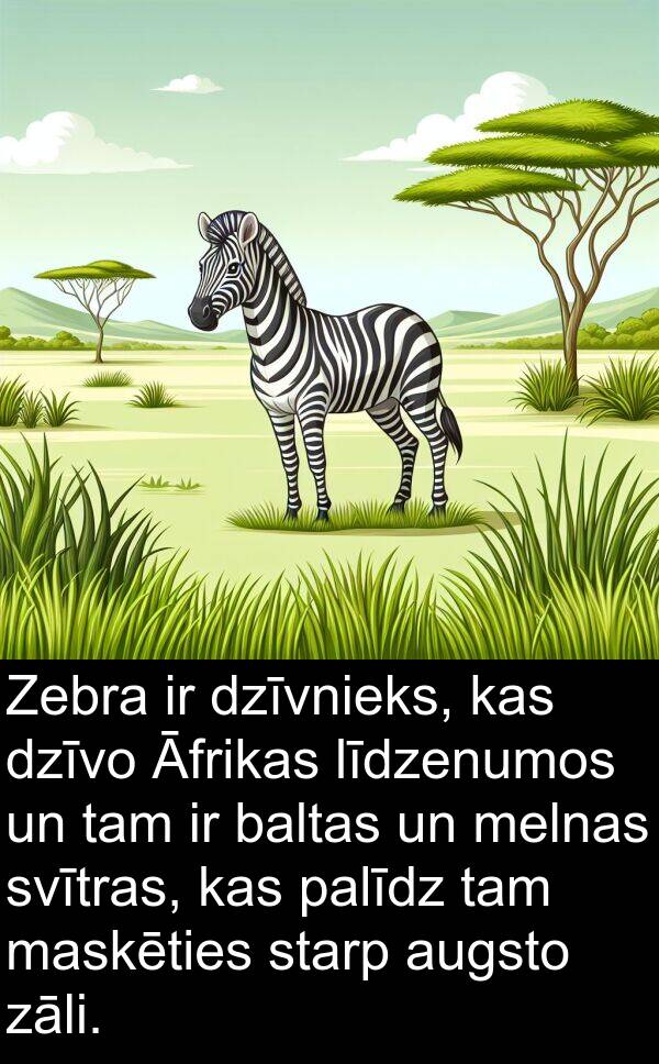 zāli: Zebra ir dzīvnieks, kas dzīvo Āfrikas līdzenumos un tam ir baltas un melnas svītras, kas palīdz tam maskēties starp augsto zāli.