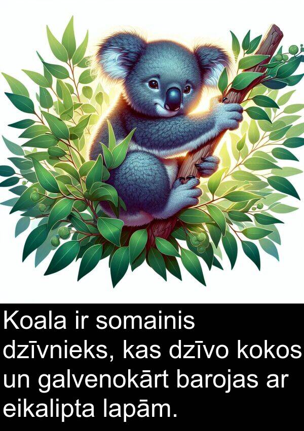 galvenokārt: Koala ir somainis dzīvnieks, kas dzīvo kokos un galvenokārt barojas ar eikalipta lapām.
