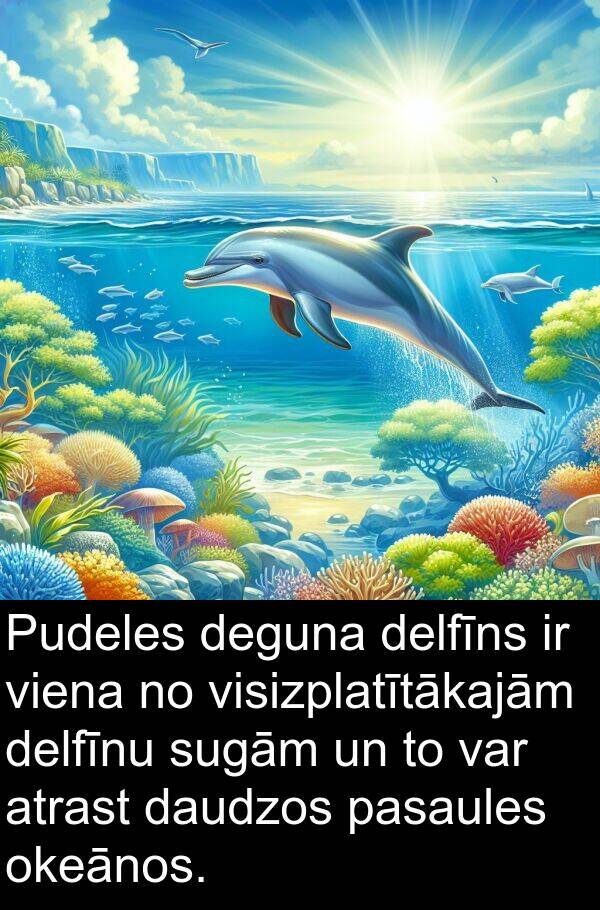 deguna: Pudeles deguna delfīns ir viena no visizplatītākajām delfīnu sugām un to var atrast daudzos pasaules okeānos.