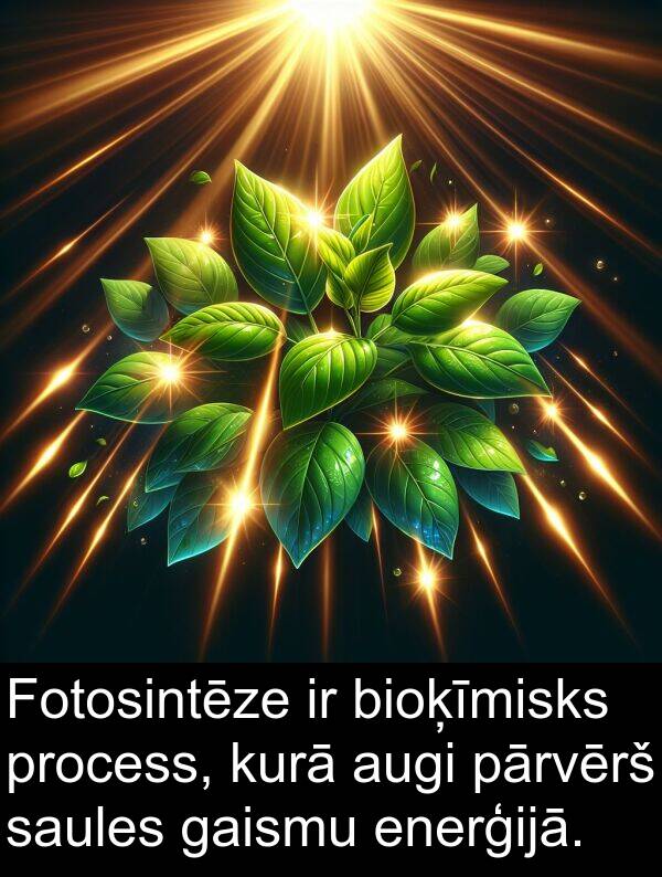 kurā: Fotosintēze ir bioķīmisks process, kurā augi pārvērš saules gaismu enerģijā.