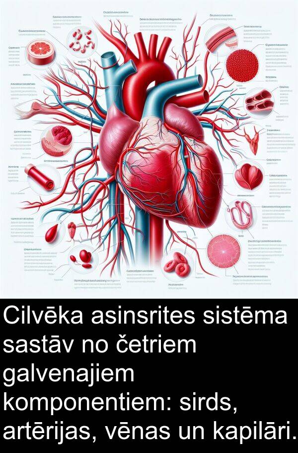 galvenajiem: Cilvēka asinsrites sistēma sastāv no četriem galvenajiem komponentiem: sirds, artērijas, vēnas un kapilāri.