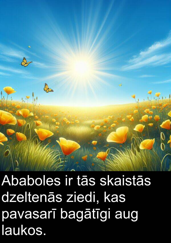 pavasarī: Ababoles ir tās skaistās dzeltenās ziedi, kas pavasarī bagātīgi aug laukos.