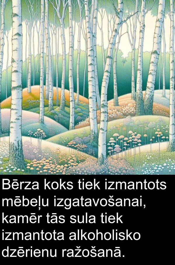 koks: Bērza koks tiek izmantots mēbeļu izgatavošanai, kamēr tās sula tiek izmantota alkoholisko dzērienu ražošanā.
