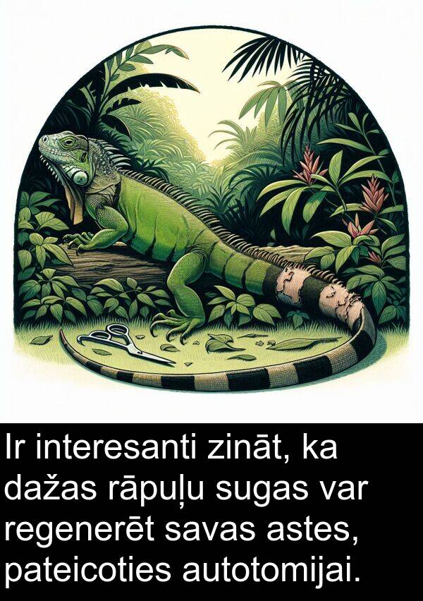sugas: Ir interesanti zināt, ka dažas rāpuļu sugas var regenerēt savas astes, pateicoties autotomijai.